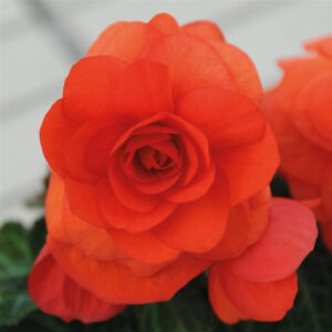 begonia-nonstop-orange