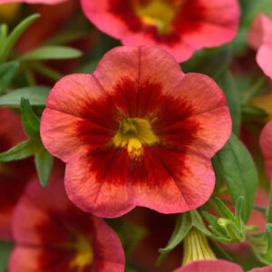 calibrachoa-mini-famous-coral-flash