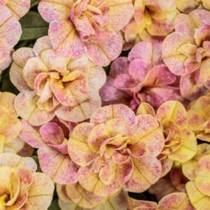 calibrachoa-superbell-magic-double-grapefruit