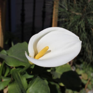 calla-zantedescia-white-giant