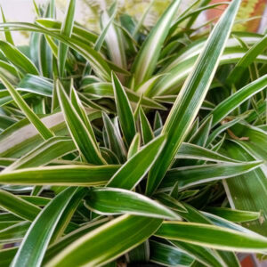 chlorophytum-white-edge