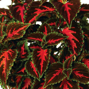 coleus-geant-mainstreet-franklin-avenue