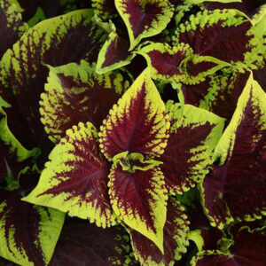 coleus-kong-red-scarlet