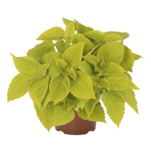 coleus-mainstreet-chartres-street