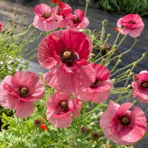 coquelicot-la-vie-en-rose
