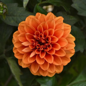 dahlia-city-light-apricot-glow