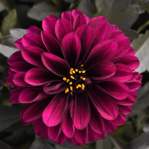 dahlia-city-light-purple