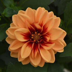 dahlia-dalaya-apricot-red-eye