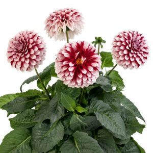 dahlia-la-bella-grande-fun-red-and-white