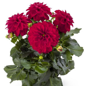 dahlia-la-bella-medio-red