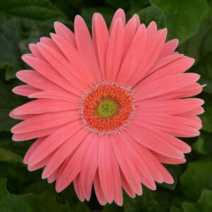 gerbera-revolution-salmon-light-eye