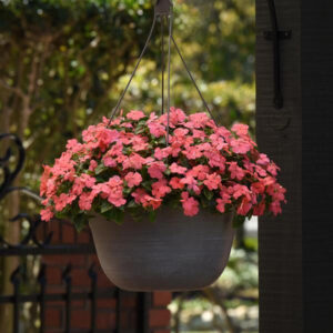 impatiens-beacon-coral
