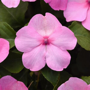 impatiens-beacon-light-pink