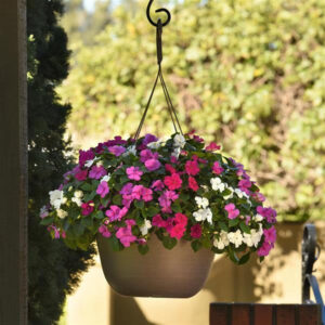 impatiens-beacon-mix-chicago