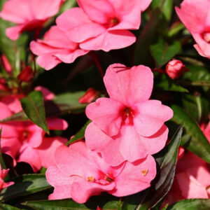impatiens-de-nouvelle-guinee-colorfall-flamingo