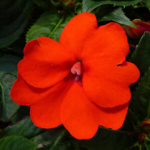 impatiens-de-nouvelle-guinee-sunpatiens-compact-electric-orange
