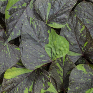 ipomea-sweet-caroline-sweet-heart-shadowstorm