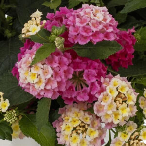 lantana-bandolista-pink-lemonberry