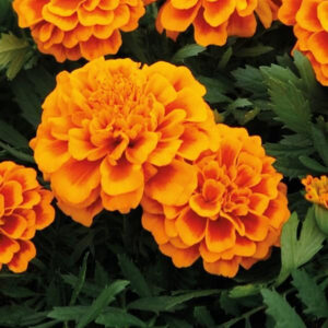 marigold-super-hero-orange-bee
