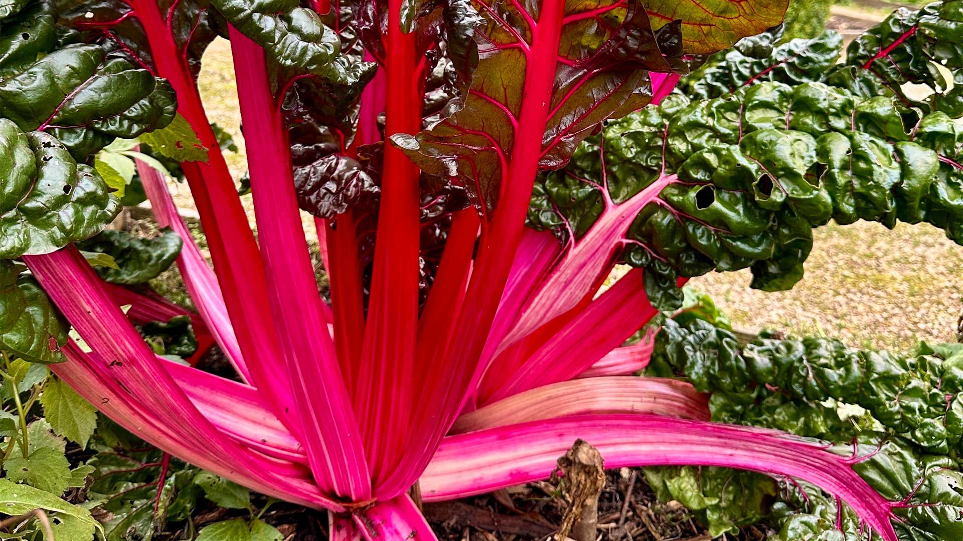 ornemental-bette-a-carde