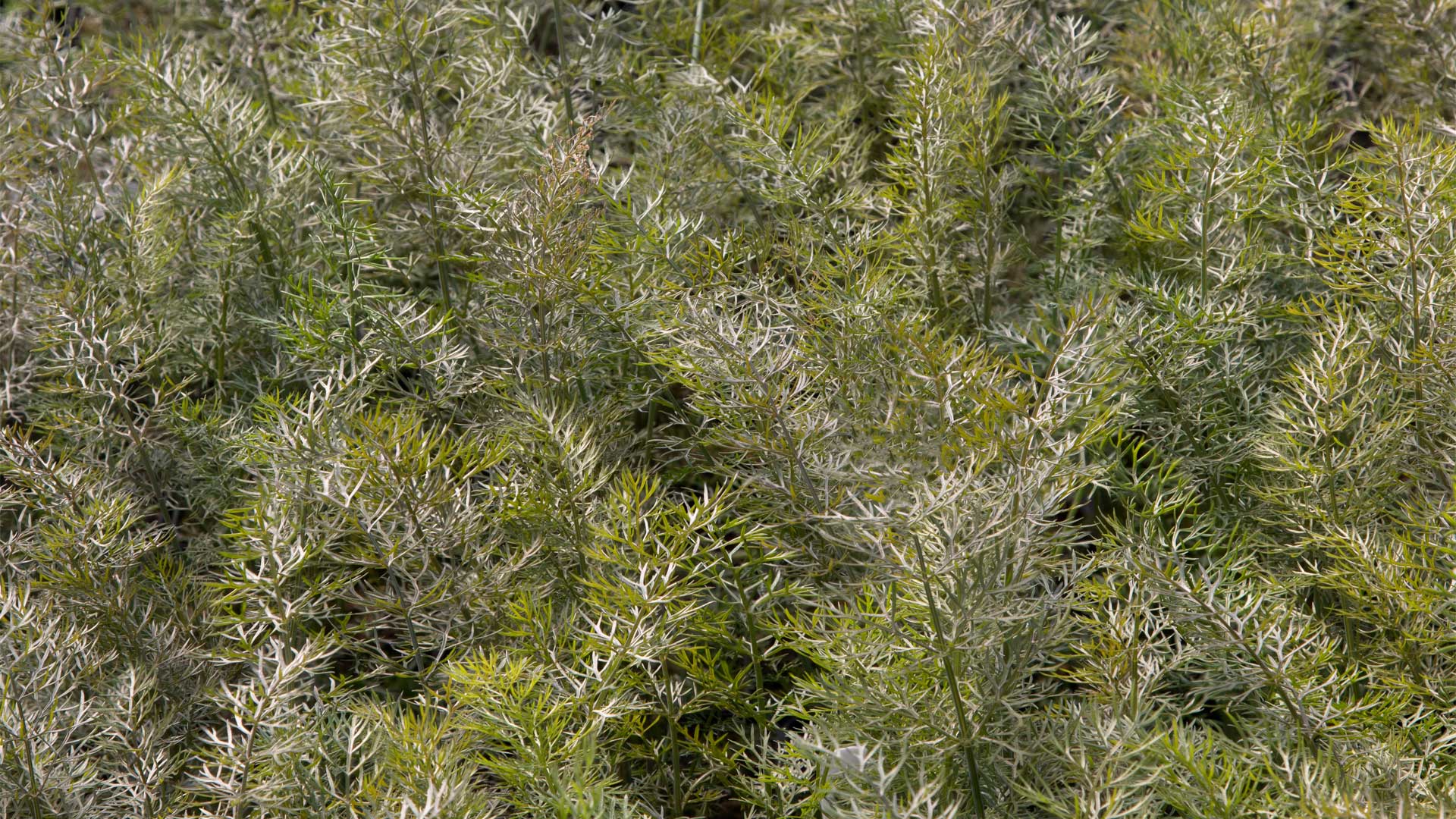 ornemental-fenouille