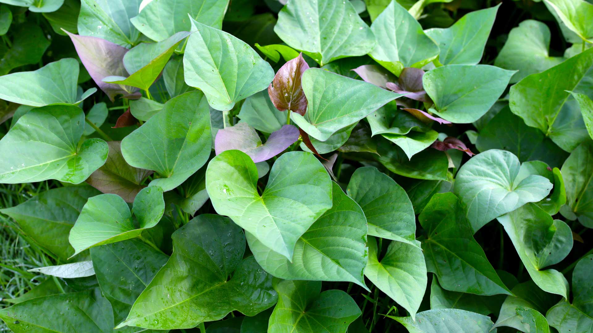 ornemental-patate-douce