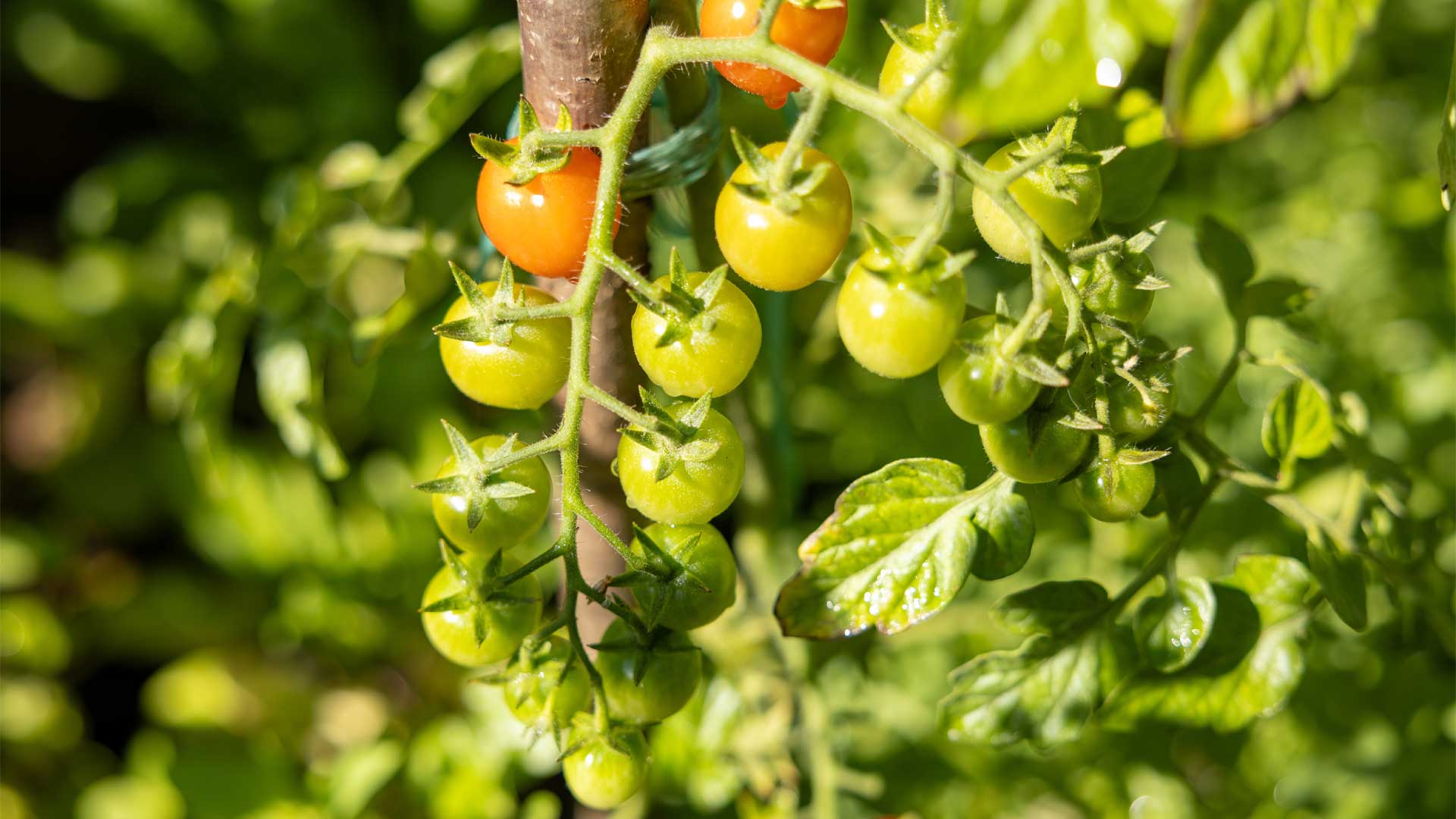 ornemental-tomates-cerise