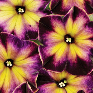 petunia-bouture-crazytunia-moonstruck