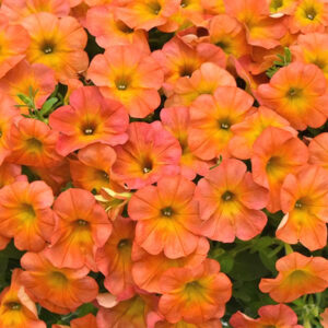 petunia-bouture-flowershower-golden-harvest