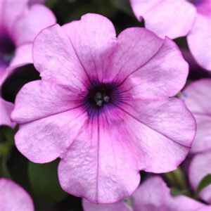 petunia-bouture-headliner-crystal-pink
