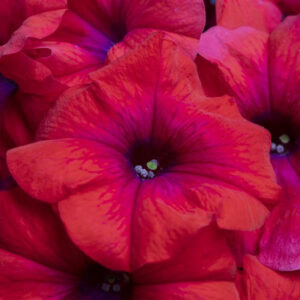 petunia-bouture-inferno-metallic-orange
