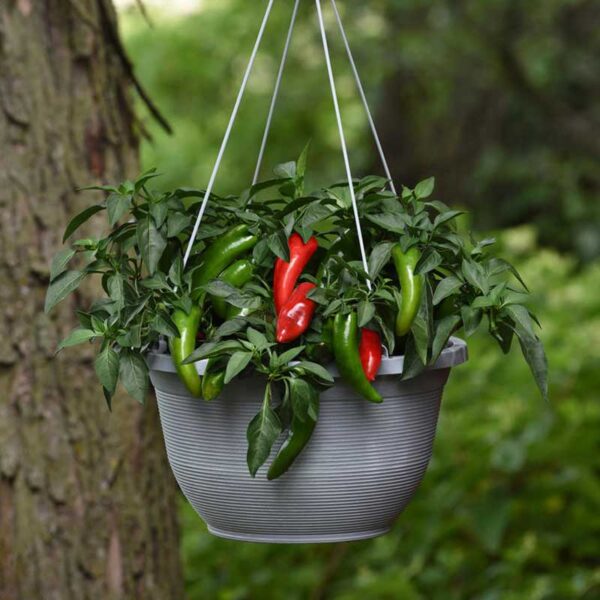 Piment Fort Jalapeno Pot-A-Peno - Les Serres Caron