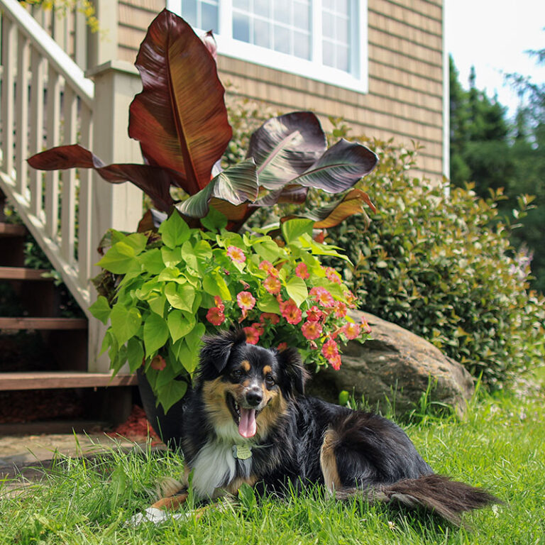 plantes-maitresses
