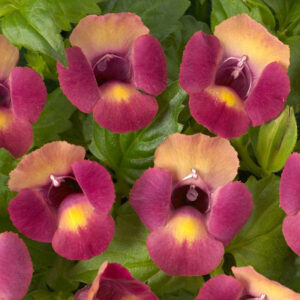 torenia-magenta-moon