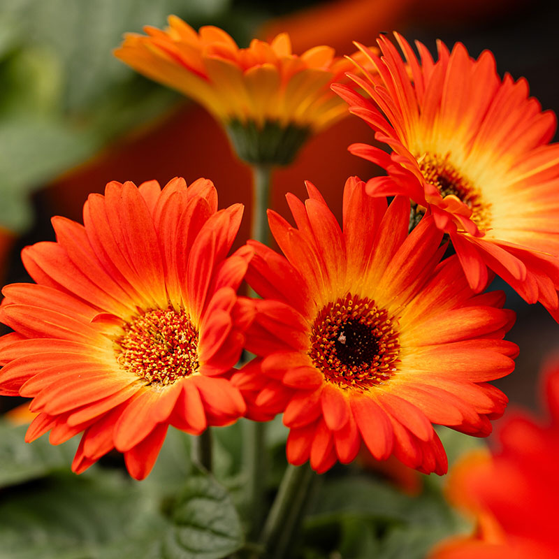 annuelles-qui-fleurissent-longtemps-et-abondamment-3