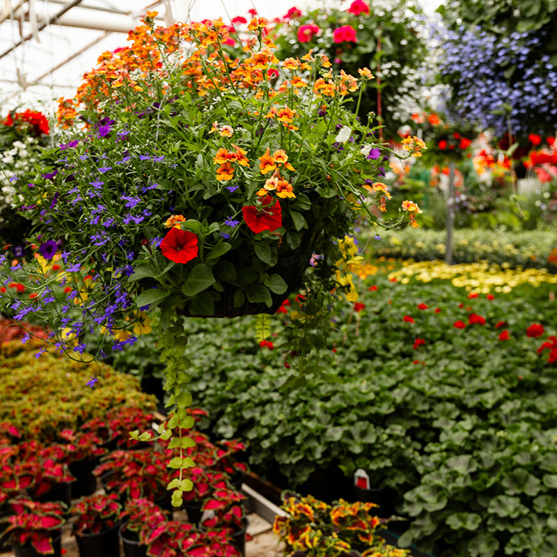 annuelles-qui-fleurissent-longtemps-et-abondamment-4