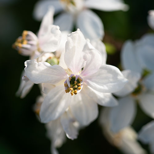 fleurs-blanches