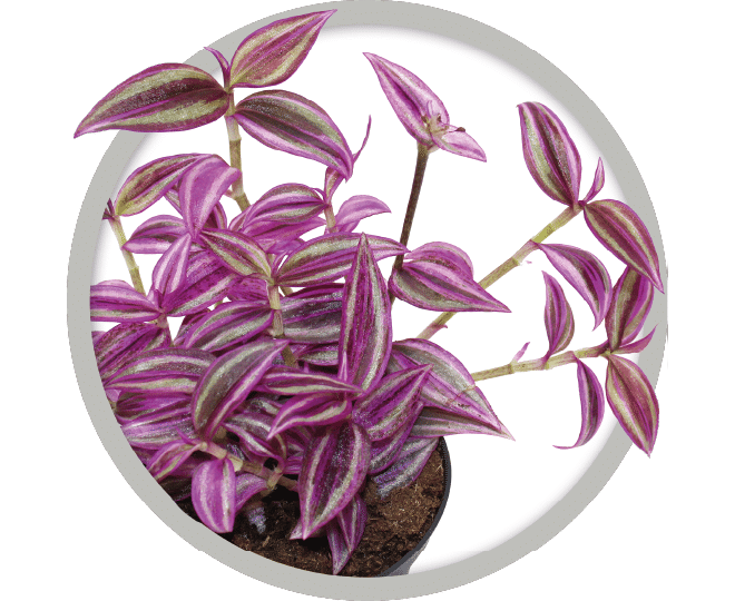 bebe-plante-tradescantia-pink-paradise-2026-v2