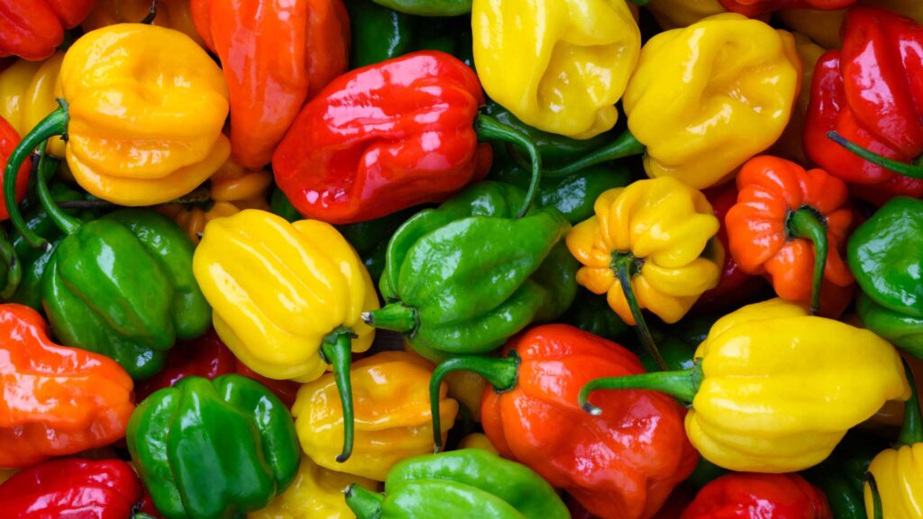 chaud-devant-comprendre-lechelle-de-scoville-pour-bien-choisir-ses-piments