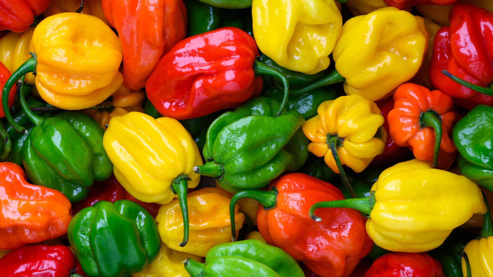 chaud-devant-comprendre-lechelle-de-scoville-pour-bien-choisir-ses-piments