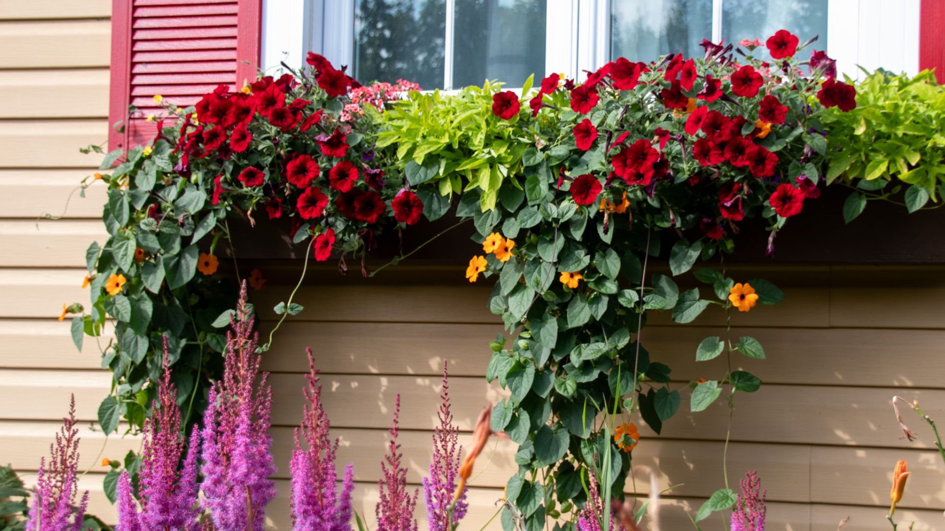 Comment favoriser la floraison continue des annuelles