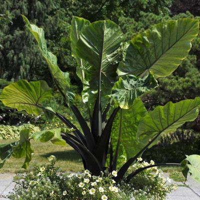 Alocasia-Dark-Star