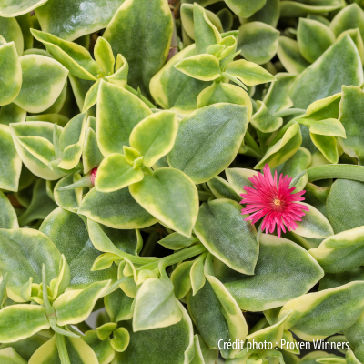 Aptenia cordifolia Variegata Aptenia cordifolia Variegata