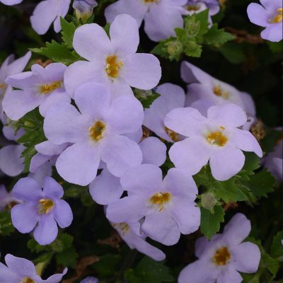bacopa-megacopa-blue-sky-bloom bacopa-megacopa-blue-sky-bloom