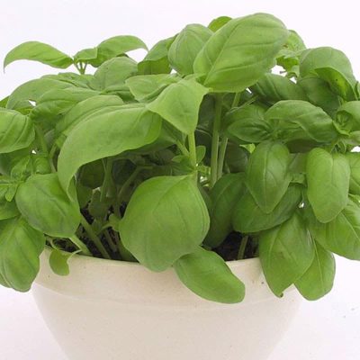 basilic-genovese