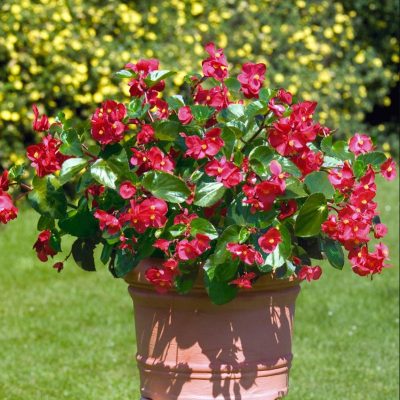 begonia-big-red-green-leaf begonia-big-red-green-leaf