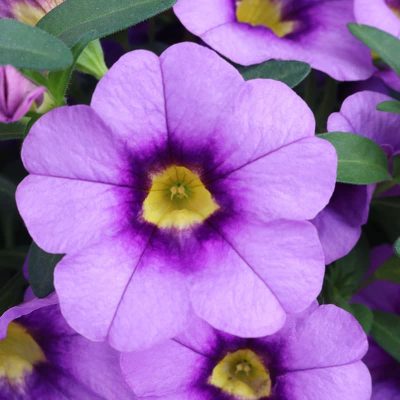 calibrachoa-aloha-kona-blue-sky-bloom calibrachoa-aloha-kona-blue-sky-bloom