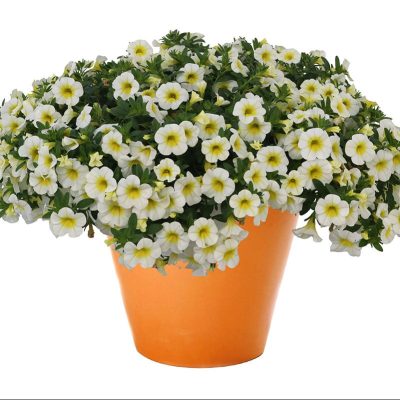 calibrachoa-aloha-kona-sunshine-pot-on-sweep