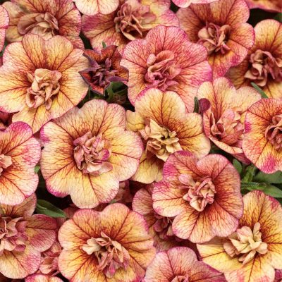 calibrachoa-superbells-vintage-coral