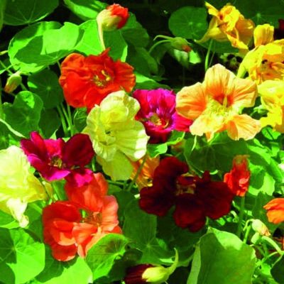 capucine-jewel-mix